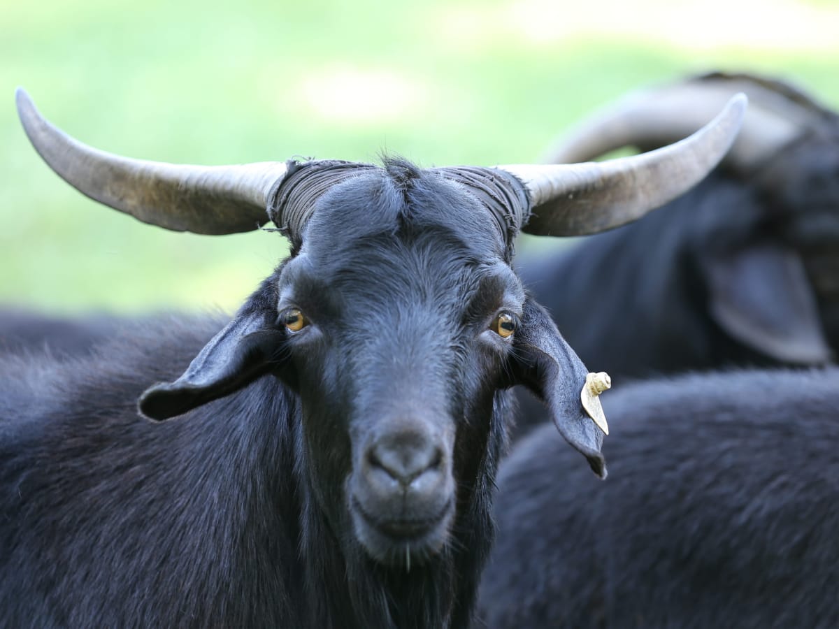 Kiko Goats - originalecologyfarm